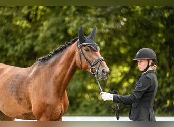 Oldenburg, Mare, 4 years, 16.1 hh, Brown Oldenburg, Mare, 4 years, 16.1 hh, Brown