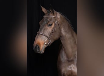 Oldenburg, Mare, 4 years, 16,1 hh, Brown