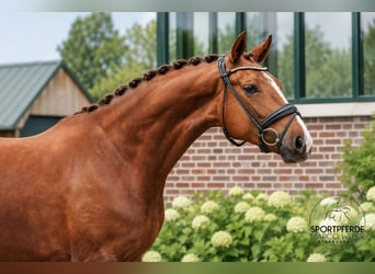 Oldenburg, Mare, 4 years, 16.1 hh, Chestnut