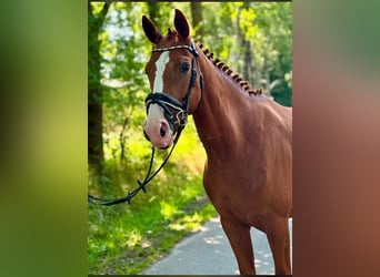 Oldenburg, Mare, 4 years, 16.1 hh, Chestnut-Red