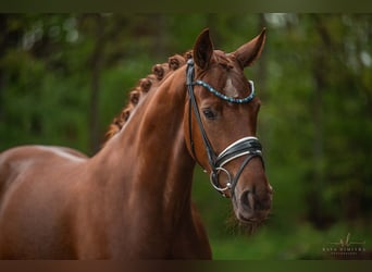 Oldenburg, Mare, 4 years, 16.1 hh, Chestnut-Red