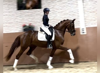 Oldenburg, Mare, 4 years, 16.1 hh, Chestnut-Red