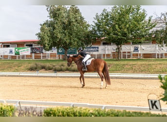 Oldenburg, Mare, 4 years, 16,1 hh, Chestnut-Red