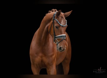 Oldenburg, Mare, 4 years, 16.1 hh, Chestnut-Red