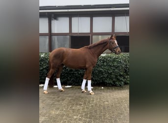 Oldenburg, Mare, 4 years, 16,1 hh, Chestnut-Red