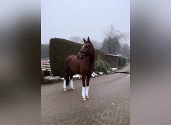 Oldenburg, Mare, 4 years, 16,1 hh, Chestnut-Red