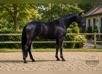 Oldenburg, Mare, 4 years, 16.1 hh, Smoky-Black