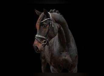 Oldenburg, Mare, 4 years, 16,1 hh, Smoky-Black