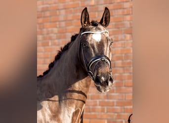 Oldenburg, Mare, 4 years, 16,1 hh, Smoky-Black