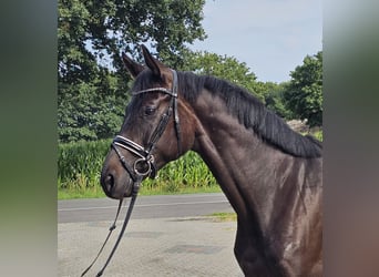 Oldenburg, Mare, 4 years, 16,1 hh, Smoky-Black