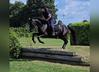 Oldenburg, Mare, 4 years, 16,1 hh, Smoky-Black