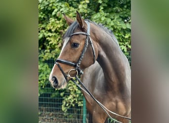 Oldenburg, Mare, 4 years, 16,2 hh, Bay-Dark