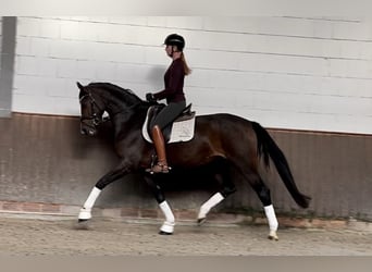 Oldenburg, Mare, 4 years, 16,2 hh, Bay-Dark