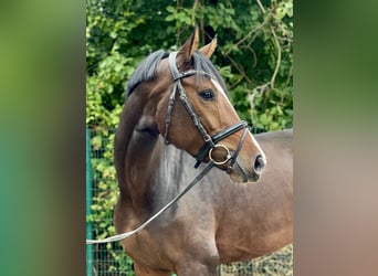 Oldenburg, Mare, 4 years, 16,2 hh, Bay-Dark