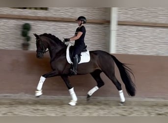 Oldenburg, Mare, 4 years, 16.2 hh, Bay-Dark