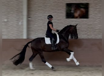 Oldenburg, Mare, 4 years, 16.2 hh, Bay-Dark