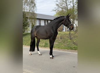 Oldenburg, Mare, 4 years, 16.2 hh, Bay-Dark