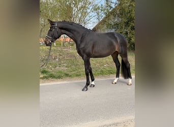 Oldenburg, Mare, 4 years, 16.2 hh, Bay-Dark
