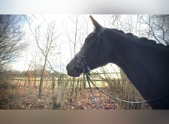 Oldenburg, Mare, 4 years, 16,2 hh, Bay-Dark