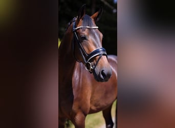 Oldenburg, Mare, 4 years, 16.2 hh, Bay-Dark