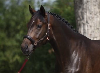 Oldenburg, Mare, 4 years, 16,2 hh, Bay-Dark