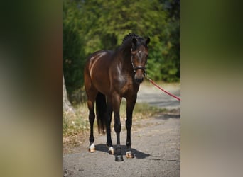 Oldenburg, Mare, 4 years, 16,2 hh, Bay-Dark