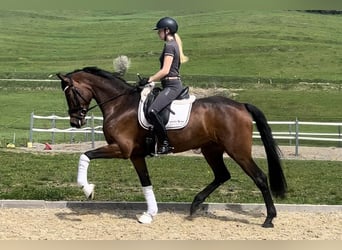 Oldenburg, Mare, 4 years, 16.2 hh, Bay-Dark