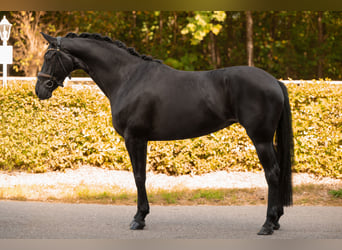 Oldenburg, Mare, 4 years, 16.2 hh, Black