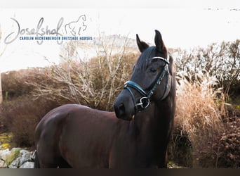 Oldenburg, Mare, 4 years, 16.2 hh, Black