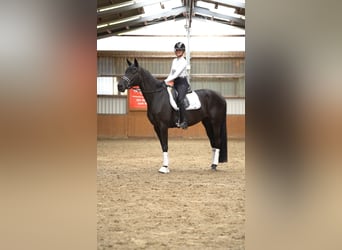 Oldenburg, Mare, 4 years, 16.2 hh, Black