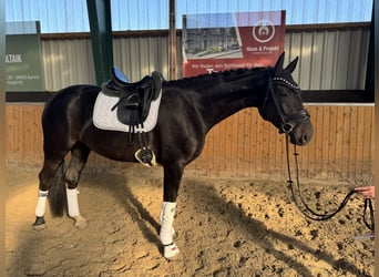Oldenburg, Mare, 4 years, 16.2 hh, Black