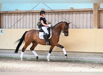 Oldenburg, Mare, 4 years, 16.2 hh, Brown