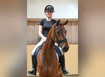 Oldenburg, Mare, 4 years, 16.2 hh, Brown