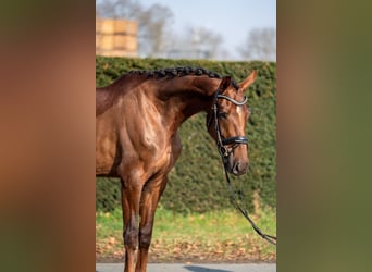 Oldenburg, Mare, 4 years, 16.2 hh, Chestnut-Red