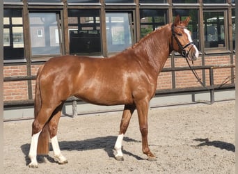 Oldenburg, Mare, 4 years, 16.2 hh, Chestnut-Red