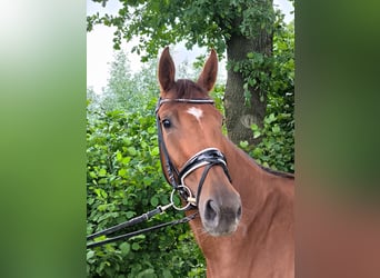 Oldenburg, Mare, 4 years, 16.2 hh, Chestnut-Red