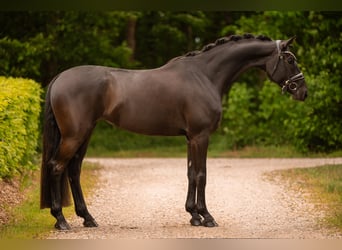 Oldenburg, Mare, 4 years, 16.2 hh, Smoky-Black