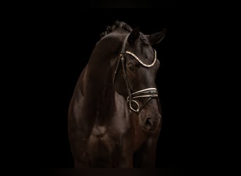 Oldenburg, Mare, 4 years, 16.2 hh, Smoky-Black