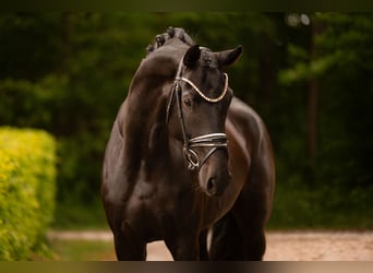 Oldenburg, Mare, 4 years, 16.2 hh, Smoky-Black