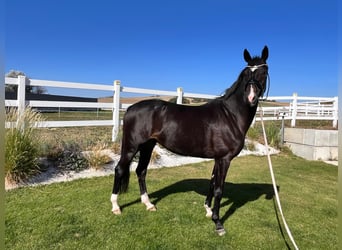 Oldenburg, Mare, 4 years, 16.2 hh, Smoky-Black