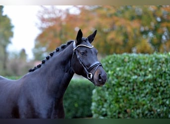 Oldenburg, Mare, 4 years, 16,2 hh, Smoky-Black