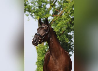 Oldenburg, Mare, 4 years, 16,2 hh, Smoky-Black