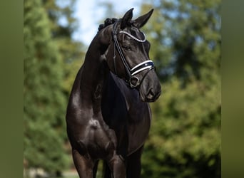 Oldenburg, Mare, 4 years, 16.3 hh, Black