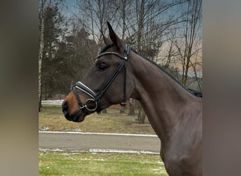 Oldenburg, Mare, 4 years, 16.3 hh, Brown