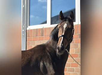 Oldenburg, Mare, 4 years, 16.3 hh, Brown