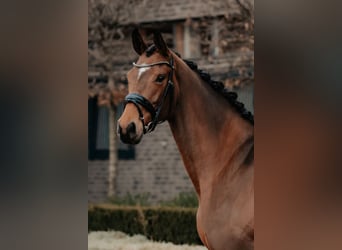 Oldenburg, Mare, 4 years, 16,3 hh, Brown