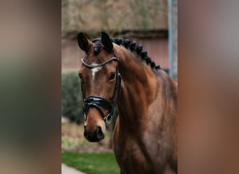 Oldenburg, Mare, 4 years, 16,3 hh, Brown