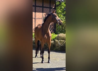 Oldenburg, Mare, 4 years, 16.3 hh, Brown