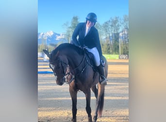 Oldenburg, Mare, 4 years, 16.3 hh, Brown