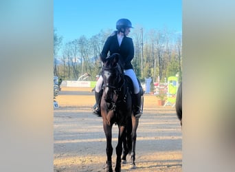 Oldenburg, Mare, 4 years, 16.3 hh, Brown